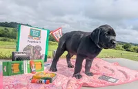 Frankie S. - Male - Black, a male Labrador Retriever for sale in White Pine, TN – 3 of 4