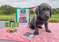Matthew R. - Male - Charcoal, a male Labrador Retriever for sale in White Pine, TN – 2 of 5
