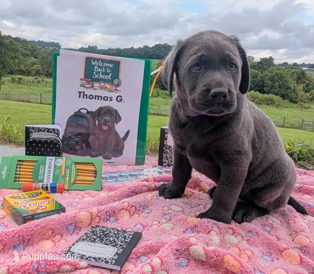Thomas G. - Male - Charcoal – Labrador Retriever puppy for sale in White Pine, TN