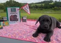 Matthew R. - Male - Charcoal, a male Labrador Retriever for sale in White Pine, TN – 5 of 5
