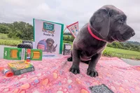 Susie Q. - Female - Charcoal, a female Labrador Retriever for sale in White Pine, TN – 5 of 5