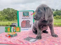 Matthew R. - Male - Charcoal, a male Labrador Retriever for sale in White Pine, TN – 3 of 5