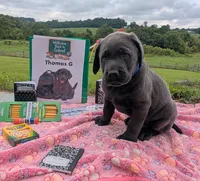 Thomas G. - Male - Charcoal, a male Labrador Retriever for sale in White Pine, TN – 4 of 5