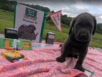 Thomas G. - Male - Charcoal, a male Labrador Retriever for sale in White Pine, TN – 5 of 5