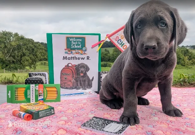 Matthew R. - Male - Charcoal – Labrador Retriever puppy for sale in White Pine, TN