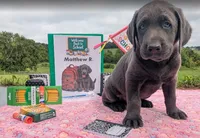 Matthew R. - Male - Charcoal, a male Labrador Retriever for sale in White Pine, TN – 1 of 5