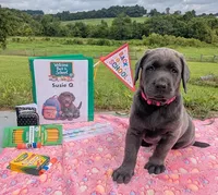 Susie Q. - Female - Charcoal, a female Labrador Retriever for sale in White Pine, TN – 4 of 5
