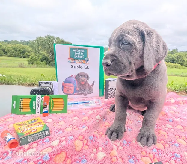 Susie Q. - Female - Charcoal – Labrador Retriever puppy for sale in White Pine, TN