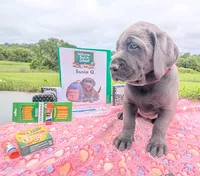 Susie Q. - Female - Charcoal, a female Labrador Retriever for sale in White Pine, TN – 1 of 5