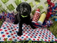 Rocket, a male Labrador Retriever for sale in White Pine, TN – 5 of 6