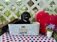 Dakota, a male Labrador Retriever for sale in White Pine, TN – 3 of 7