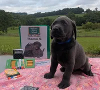 Thomas G. - Male - Charcoal, a male Labrador Retriever for sale in White Pine, TN – 3 of 5