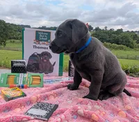 Thomas G. - Male - Charcoal, a male Labrador Retriever for sale in White Pine, TN – 2 of 5