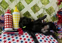 Rocket, a male Labrador Retriever for sale in White Pine, TN – 6 of 6