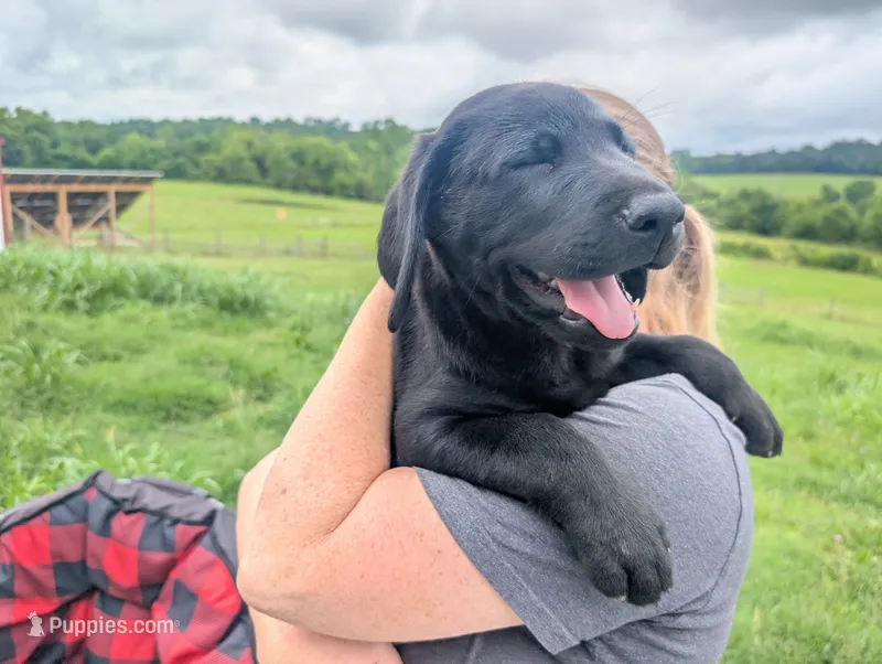 Rocket – Labrador Retriever puppy for sale in White Pine, TN