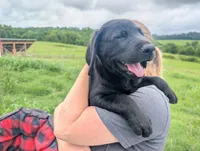 Rocket, a male Labrador Retriever for sale in White Pine, TN – 1 of 6