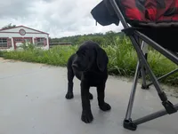 Rocket, a male Labrador Retriever for sale in White Pine, TN – 4 of 6