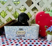 Dakota, a male Labrador Retriever for sale in White Pine, TN – 6 of 7