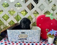 Dakota, a male Labrador Retriever for sale in White Pine, TN – 7 of 7