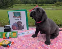 Susie Q. - Female - Charcoal, a female Labrador Retriever for sale in White Pine, TN – 3 of 5