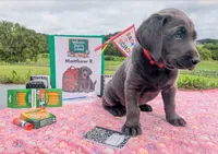 Matthew R. - Male - Charcoal, a male Labrador Retriever for sale in White Pine, TN – 4 of 5