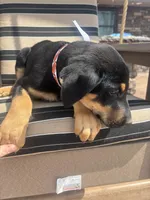 Charlie , a male Doberman Pinscher for sale in Grabill, IN – Photo 2 of 4