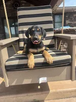 Charlie , a male Doberman Pinscher for sale in Grabill, IN – Photo 1 of 4