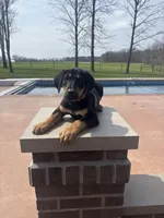 Charlie , a male Doberman Pinscher for sale in Grabill, IN – Photo 4 of 4