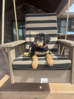 Charlie , a male Doberman Pinscher for sale in Grabill, IN – Photo 3 of 4