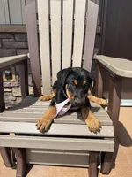 Sophie, a female Doberman Pinscher for sale in Grabill, IN – Photo 3 of 3