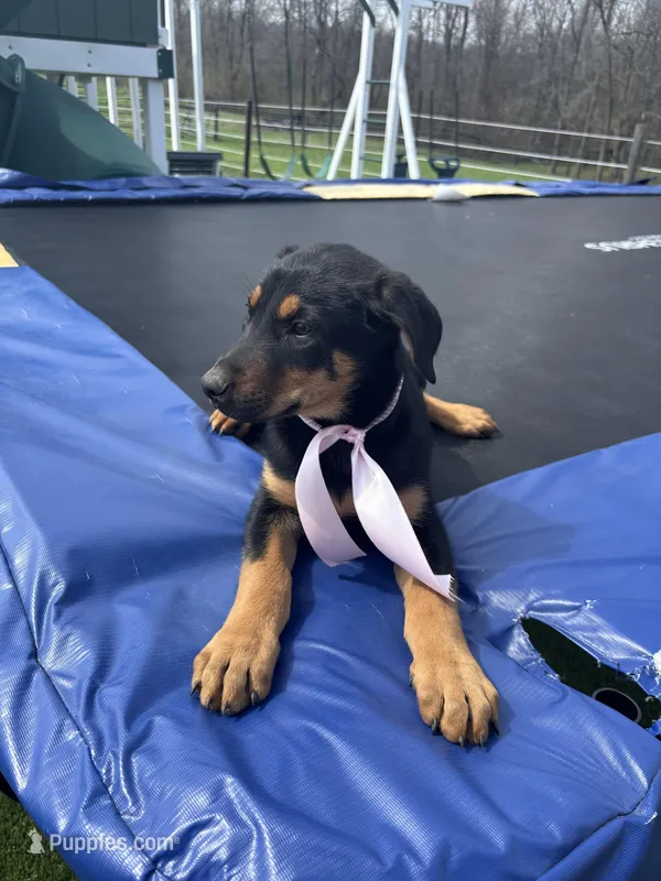 Sophie – Doberman Pinscher puppy for sale in Grabill, IN