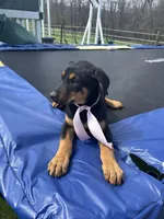 Sophie, a female Doberman Pinscher for sale in Grabill, IN – Photo 1 of 3