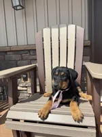 Sophie, a female Doberman Pinscher for sale in Grabill, IN – Photo 2 of 3