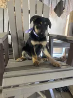 Lexy, a female Doberman Pinscher for sale in Grabill, IN – Photo 2 of 2