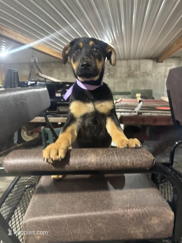 Lexy – Doberman Pinscher puppy for sale in Grabill, IN