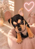Chelsea , a female American Bulldog and French Bulldog for sale in Hesperia, CA – 3 of 3