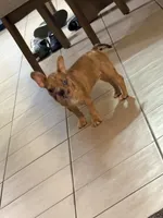 Honey, a female French Bulldog for sale in Hesperia, CA – 5 of 6