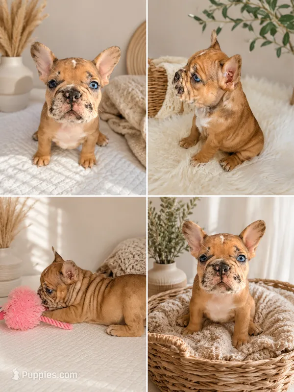Lulu – French Bulldog puppy for sale in Hesperia, CA