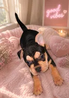 Chelsea , a female American Bulldog and French Bulldog for sale in Hesperia, CA – 2 of 3
