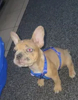 Honey, a female French Bulldog for sale in Hesperia, CA – 6 of 6