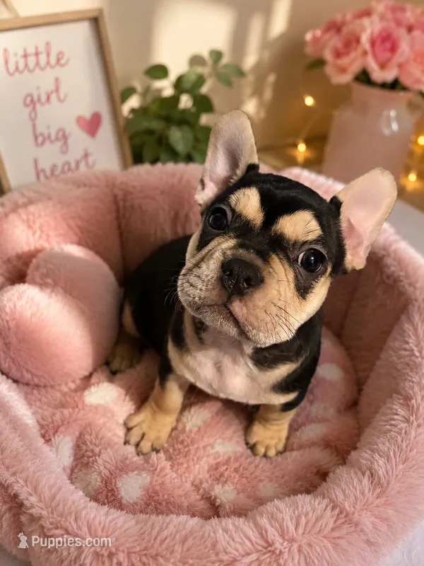 Chelsea  – French Bulldog puppy for sale in Hesperia, CA