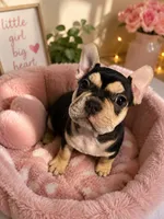 Chelsea , a female French Bulldog for sale in Hesperia, CA – 1 of 1