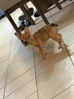 Honey, a female French Bulldog for sale in Hesperia, CA – 4 of 6
