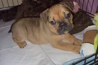 Oakley, a male French Bulldog for sale in Hesperia, CA – 2 of 2