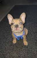Honey, a female French Bulldog for sale in Hesperia, CA – 3 of 6