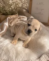 Lola , a female American Bulldog and French Bulldog for sale in Hesperia, CA – 1 of 1