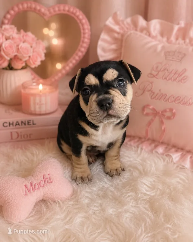 Mochi – American Bulldog, French Bulldog puppy for sale in Hesperia, CA