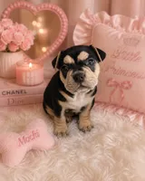 Mochi, a female American Bulldog and French Bulldog for sale in Hesperia, CA – 1 of 1