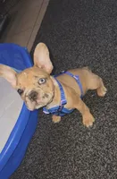 Honey, a female French Bulldog for sale in Hesperia, CA – 2 of 6