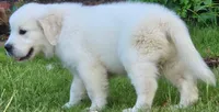 Star, a female English Cream Golden Retriever for sale in Montgomery, AL – 2 of 4
